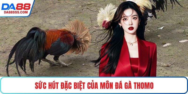 Sức hút đặc biệt của môn đá gà Thomo